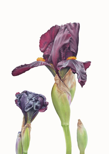PollyO'Leary Black Iris Watercolour 