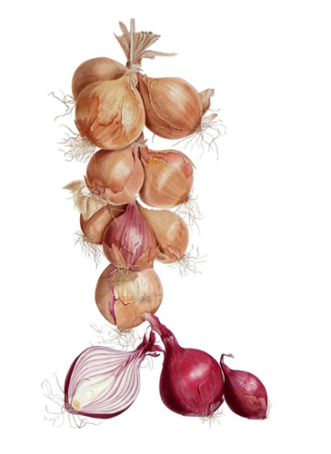 Polly O'Leary Onion String Watercolour